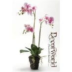 Phalaenopsis Fukszia 75cm
