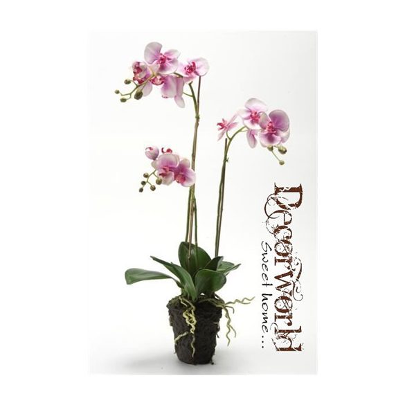 Phalaenopsis Fukszia 75cm