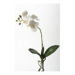 Phalaenopsis bokor 45cm - Fehér