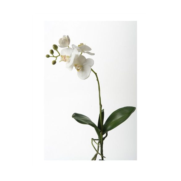 Phalaenopsis bokor 45cm - Fehér