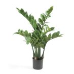 Zamioculcas x7 70cm/116leveles (műanyag cserépben)