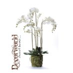 Phalaenopsis Orchidea fehér gyökeres 130cm