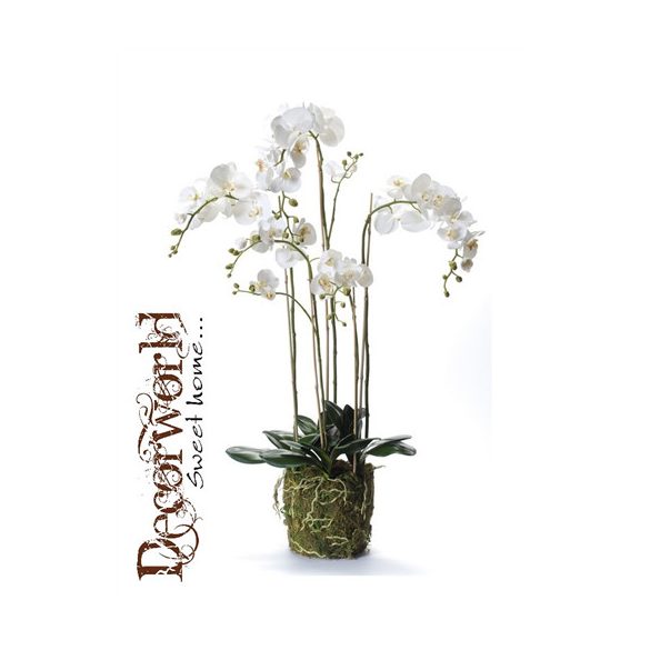 Phalaenopsis Orchidea fehér gyökeres 130cm