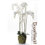 Phalaenopsis Orchidea palánta w.Moss Beauty 145cm