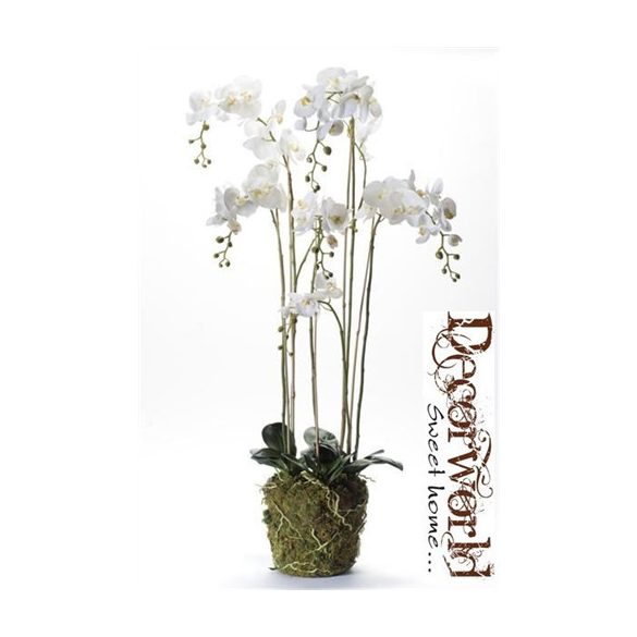 Phalaenopsis Orchidea palánta w.Moss Beauty 145cm