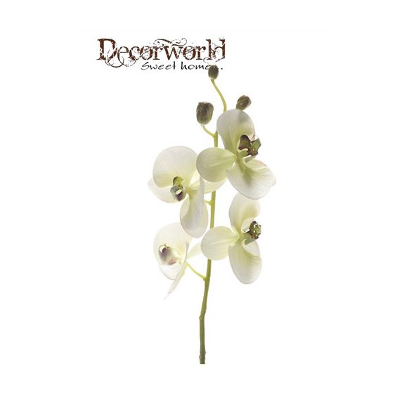 Phalaenopsis ág 60cm - Zöld