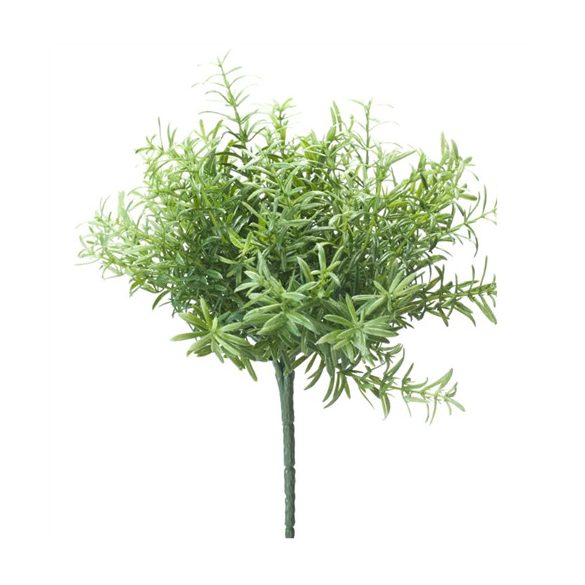 Rozmaring bokor 22cm - Világoszöld