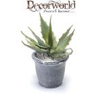 Aloe Green cserépben 9cm