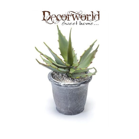 Aloe Green cserépben 9cm