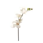 Phalaenopsis szál 5flw 75cm krém