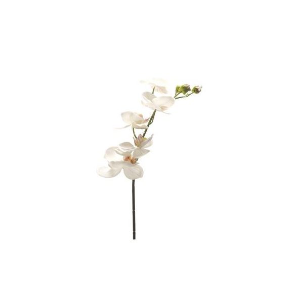 Phalaenopsis szál 5flw 75cm krém