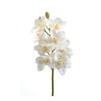 Cymbidium szál 68cm - Krém