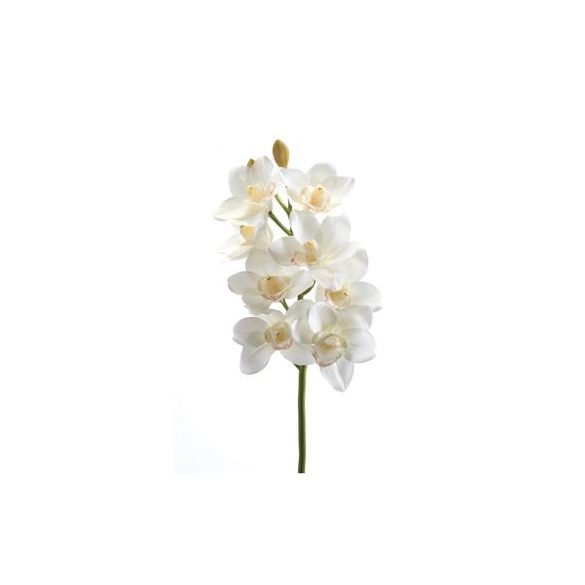 Cymbidium szál 68cm - Krém