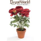 Ranunculus 13cm - Piros (agyag cserépben)