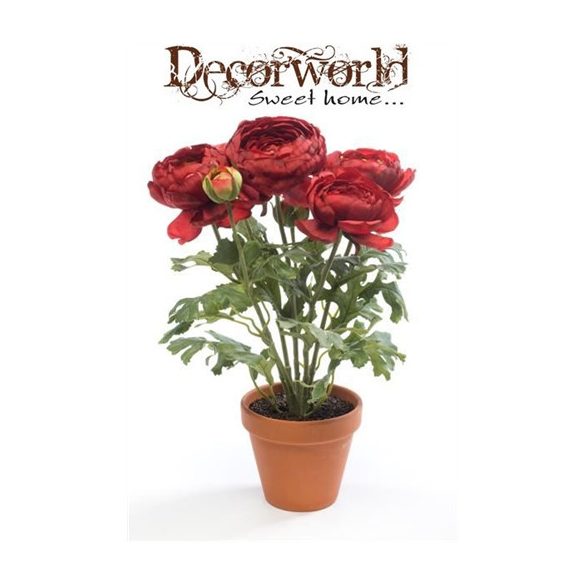 Ranunculus 13cm - Piros (agyag cserépben)