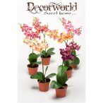 Phalaenopsis Mix 6 színben 40cm