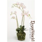 Phalaenopsis Orchidea palánta w.Moss Pink 80cm