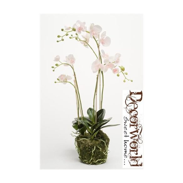 Phalaenopsis Orchidea palánta w.Moss Pink 80cm