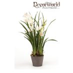 Cymbidium krém 75cm földgömbbel
