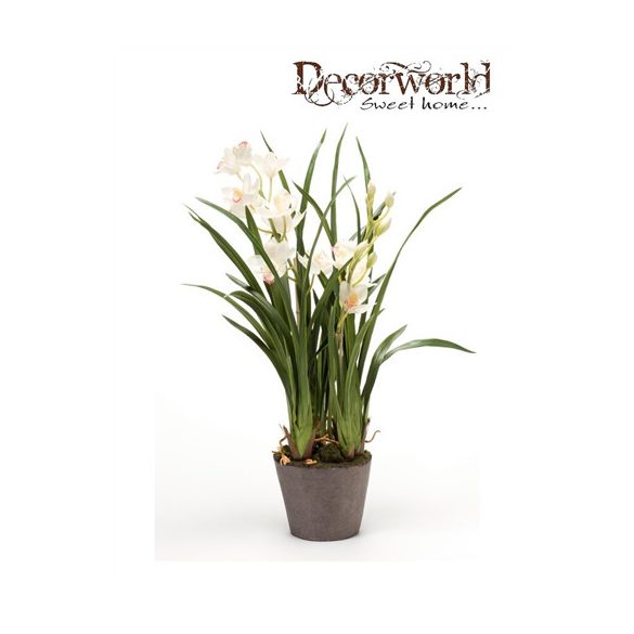Cymbidium krém 75cm földgömbbel