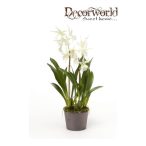 Oncidium fehér/zöld 75cm földgömbbel