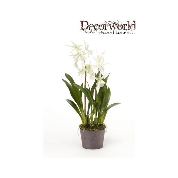 Oncidium fehér/zöld 75cm földgömbbel