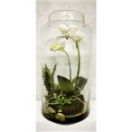 Phalaenopsis mini garden üvegben 40cm - Fehér
