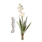 Cymbidium 90cm - Krém