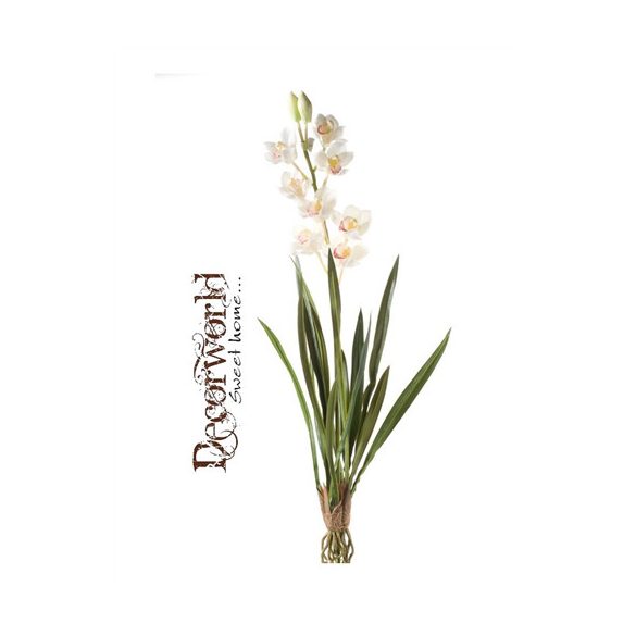 Cymbidium 90cm - Krém