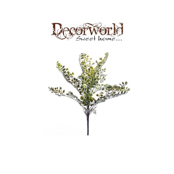 Adianthus bokor x11 30cm