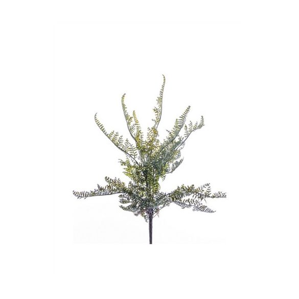 Erdei páfrány bokor x11 30cm - Zöld
