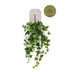 Ivy hanging csüngő bokor 70cm - Zöld