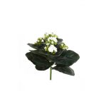 Korallvirág 23 cm (Kalanchoe bush) - Krém