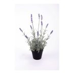 Levendula bokor x11 35cm világos lila műanyag cserép 10cm