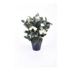 Rózsabokor 30cm krém, műanyag cserépben 10cm