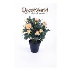 Rózsabokor 30cm barack műanyag cserépben