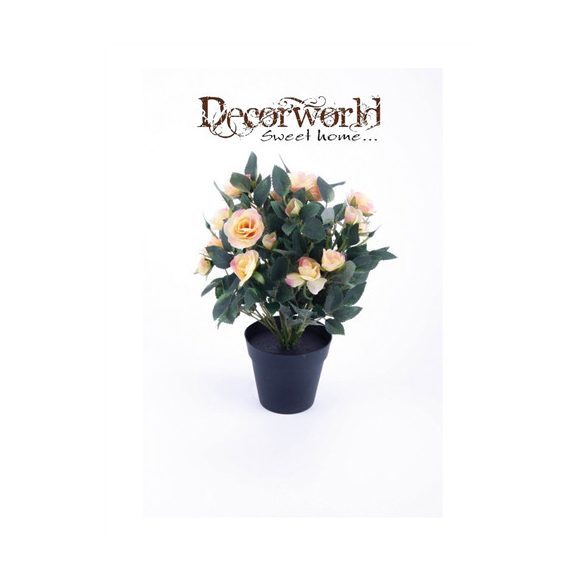 Rózsabokor 30cm barack műanyag cserépben