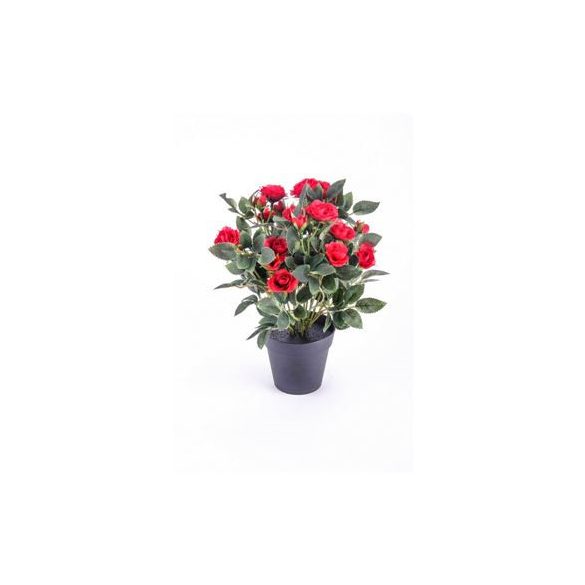 Rózsabokor 30cm piros, műanyag cserépben 10cm