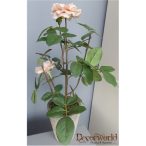 Rózsa Patio 35cm barack antik cserépben