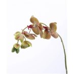 Phalaenopsis Zebra Spray Green 80cm