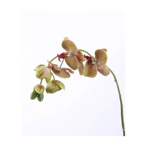 Phalaenopsis Zebra Spray Green 80cm