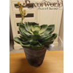 Echeveria hab, zöld  12cm-es cserépben