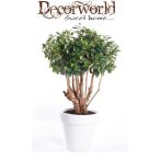 Ficus Panda botanikus fa 100cm