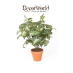 Syngonium bokor 38cm zöld (11cm agyag cserépben)