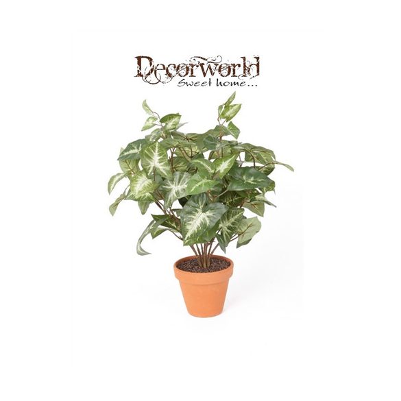 Syngonium bokor 38cm zöld (11cm agyag cserépben)