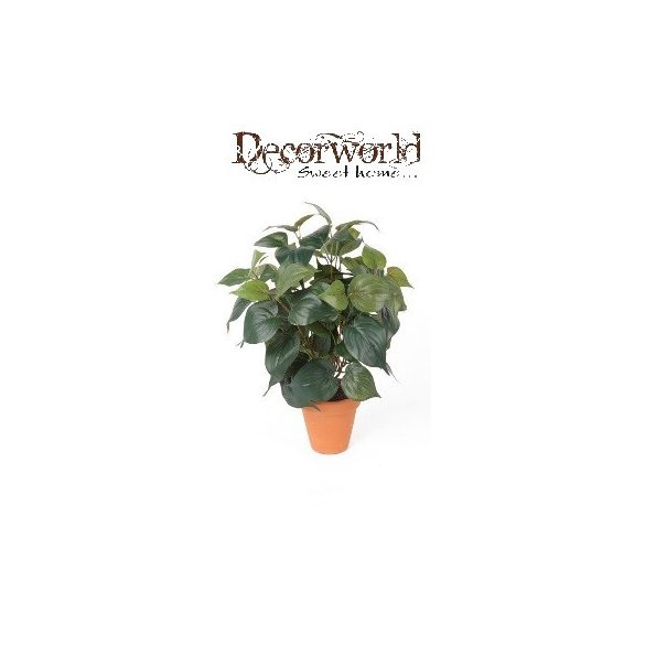 Philodendron bokor 38cm zöld (11cm agyag cserépben)