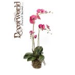 Phalaenopsis Orchidea palánta w.Moss Beauty 70cm