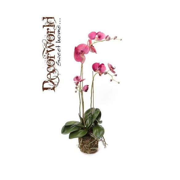 Phalaenopsis Orchidea palánta w.Moss Beauty 70cm