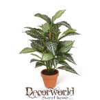 Aphelandra Bush 58cm  13cm-es cserépben