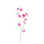 Lathyrus spray x2 50cm - Lila